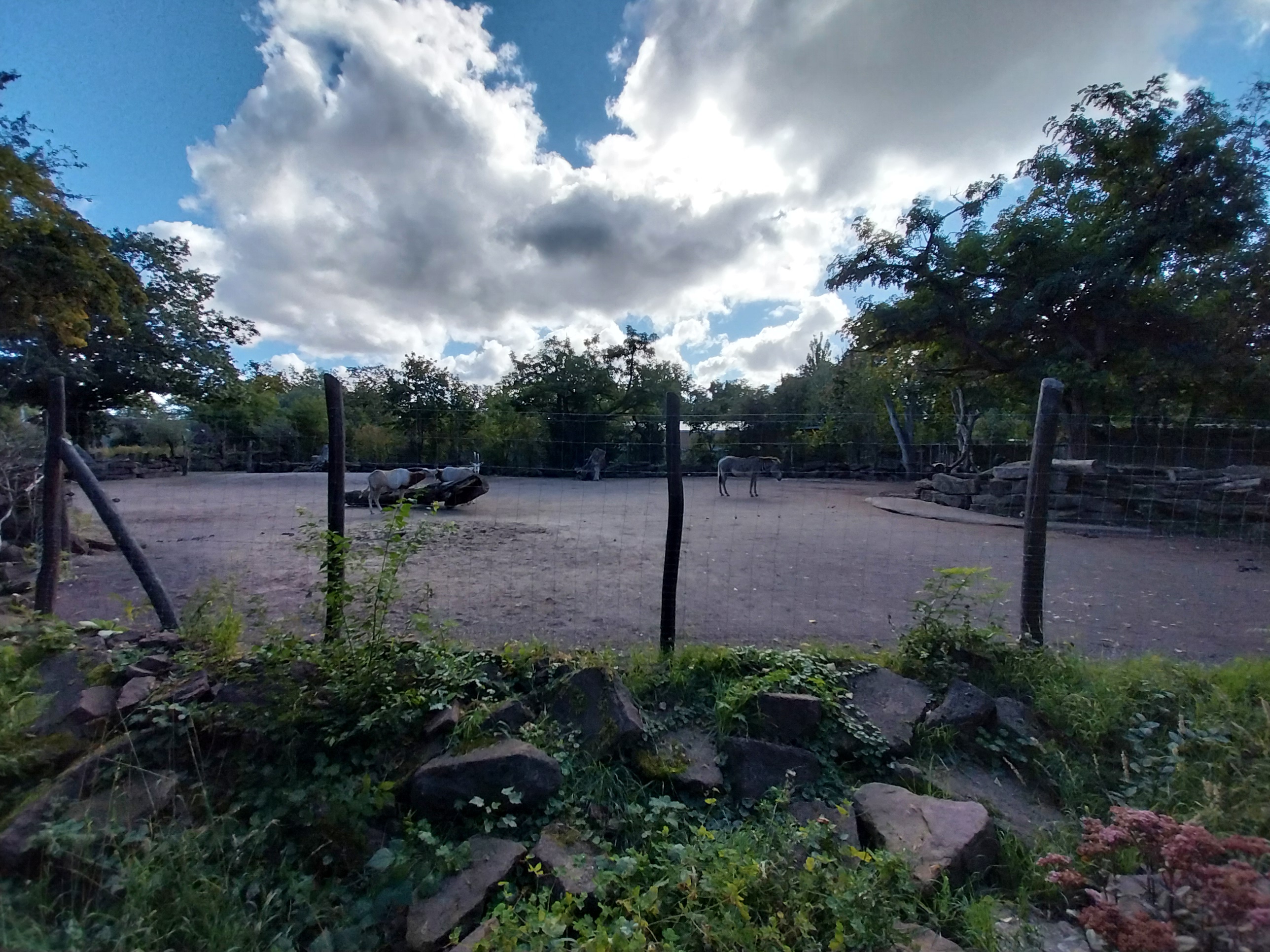 Mixed species savanna