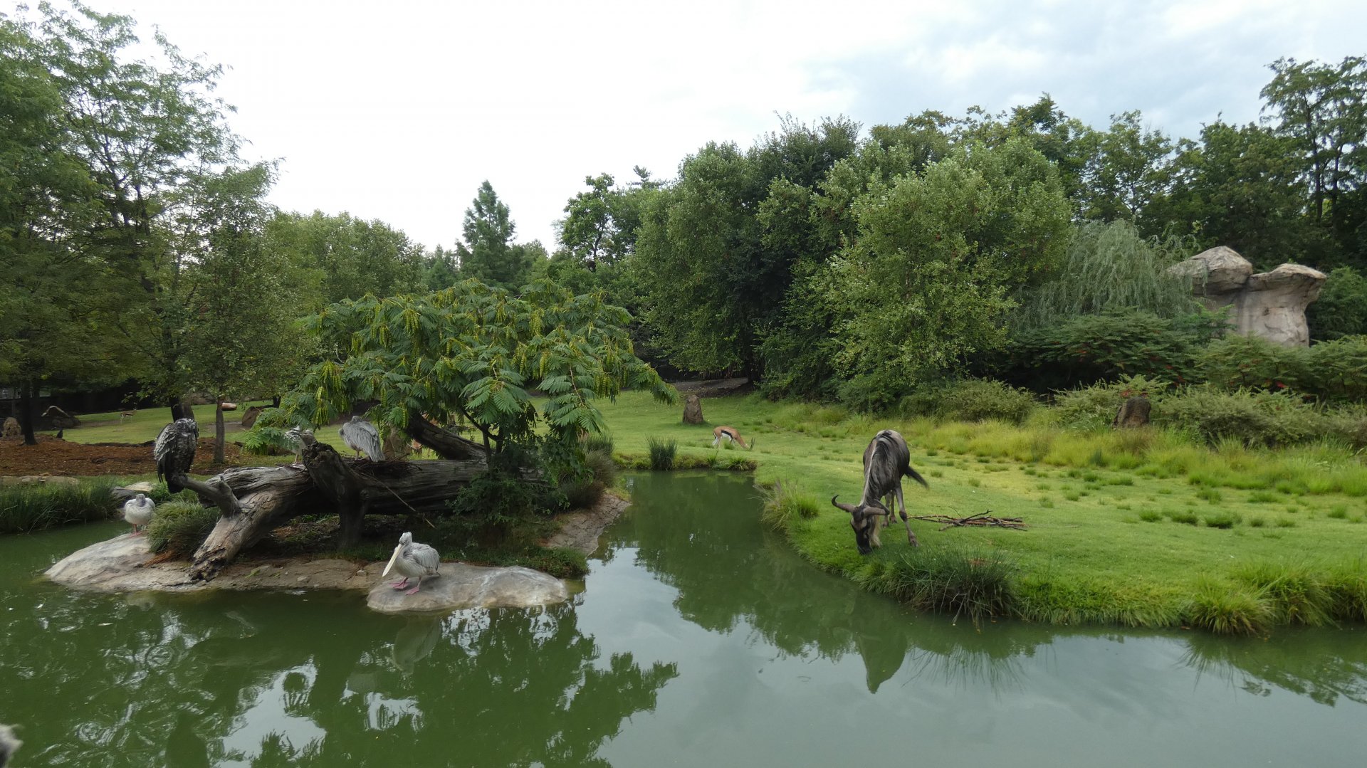 Mixed Species Savannah, Africa - Aug. 2021