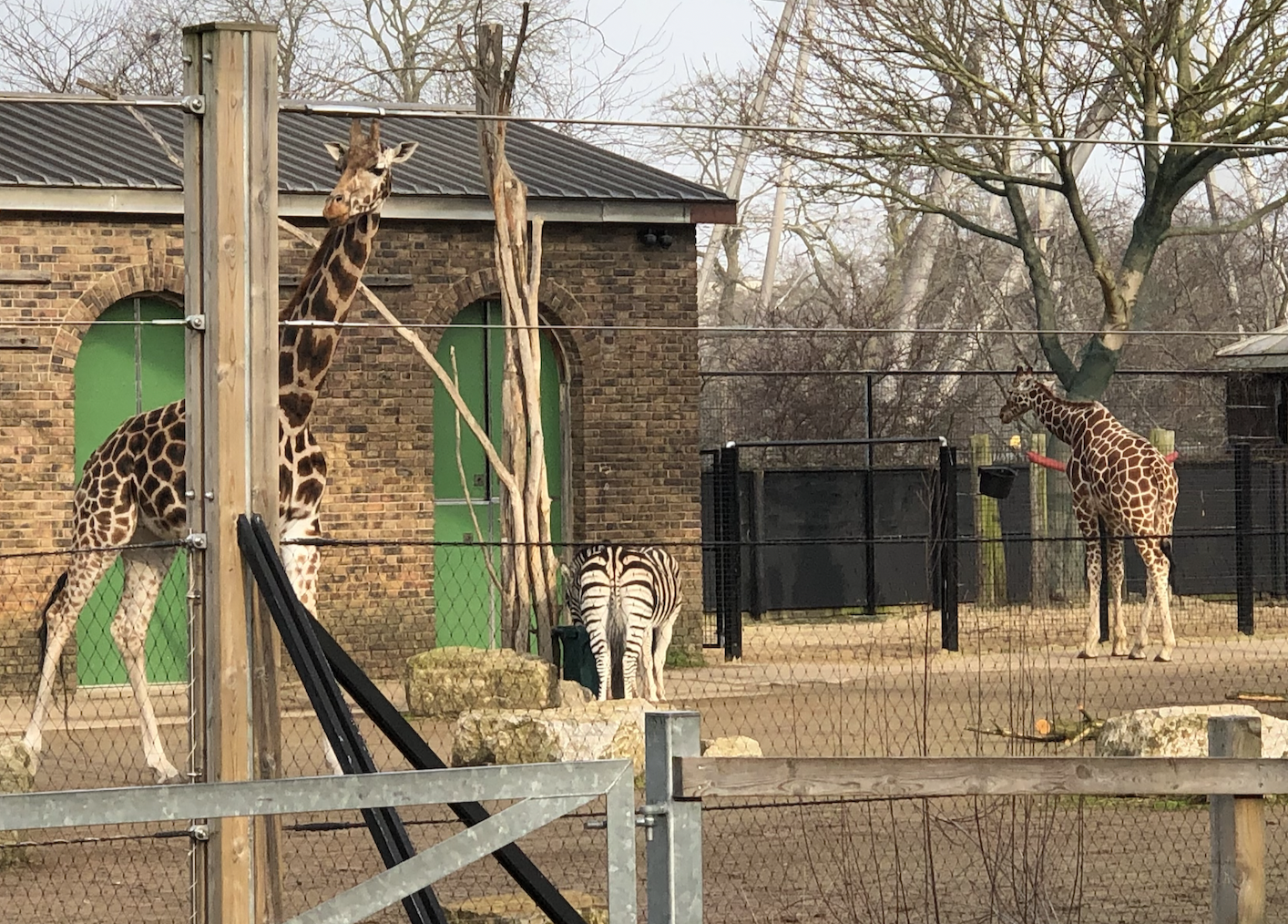 Mixed species savannah exhibit