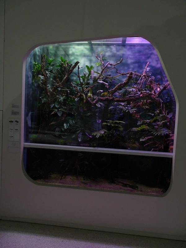 Mixed species snake paludarium