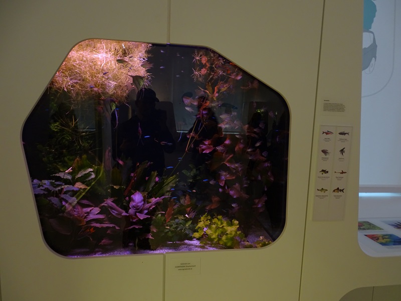 Mixed species South-American freshwater tank