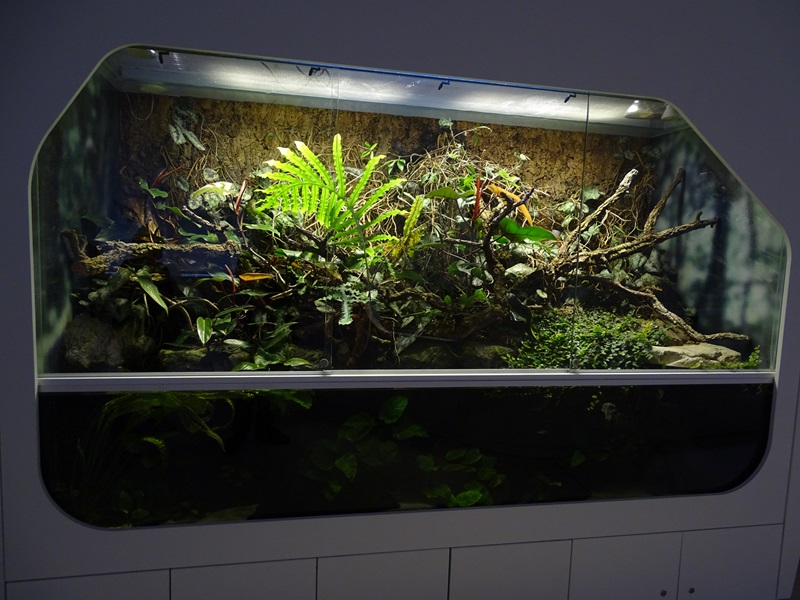 Mixed species southeast Asian paludarium