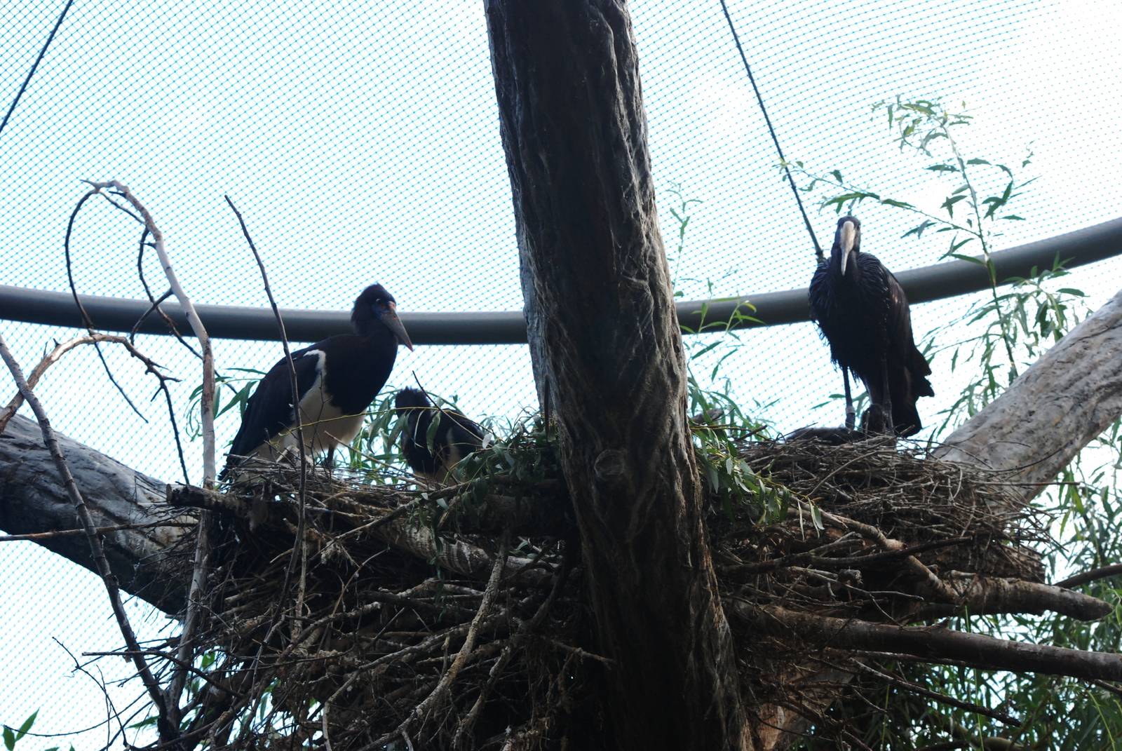 Mixed-Species Stork Nest at Prague, 25/08/12
