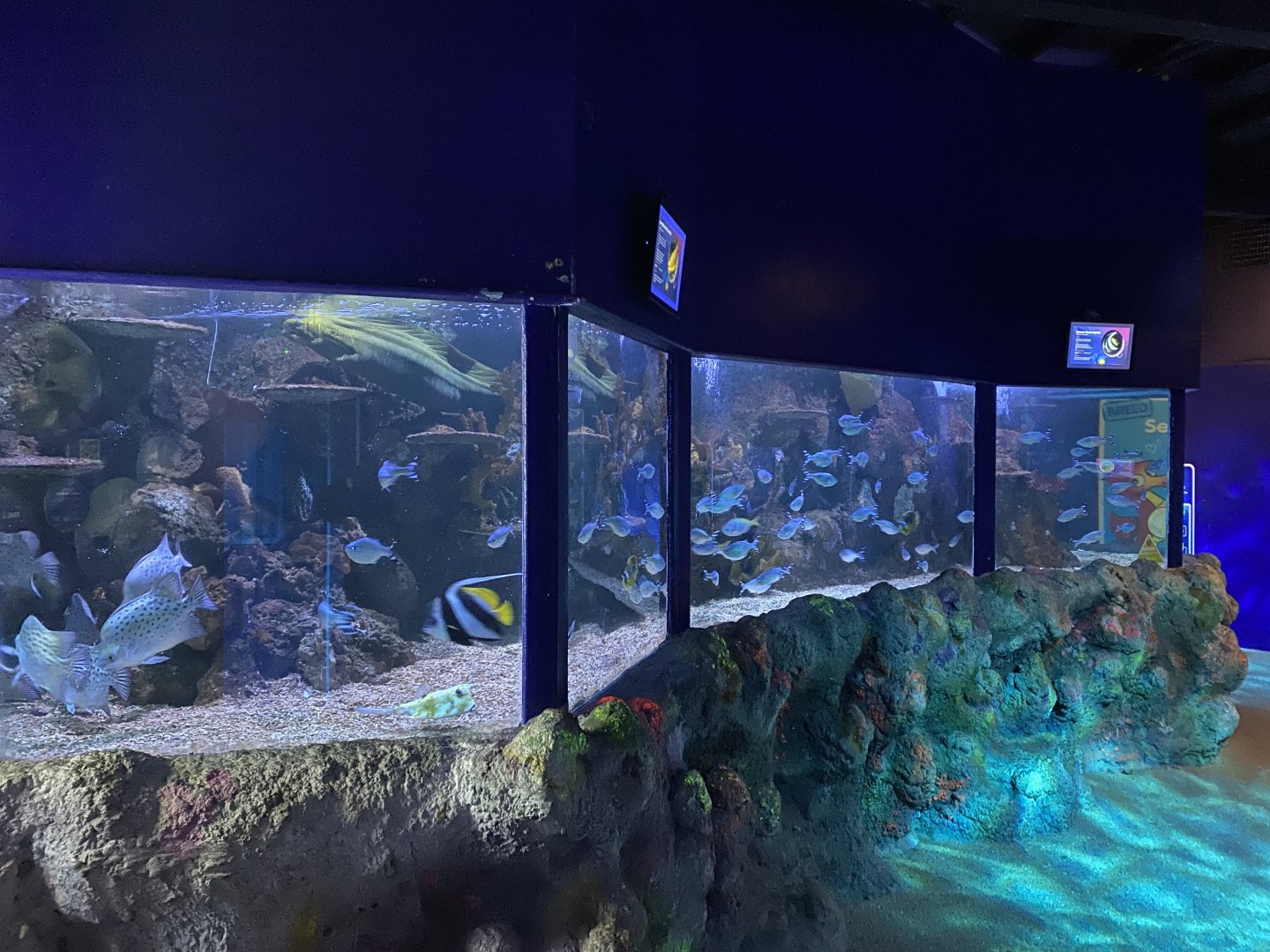 Mixed species tank 060125