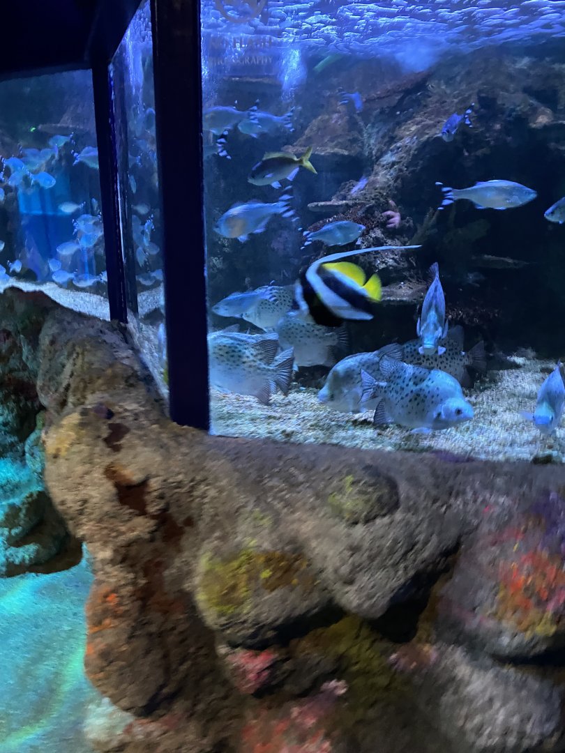 Mixed species tank 060125