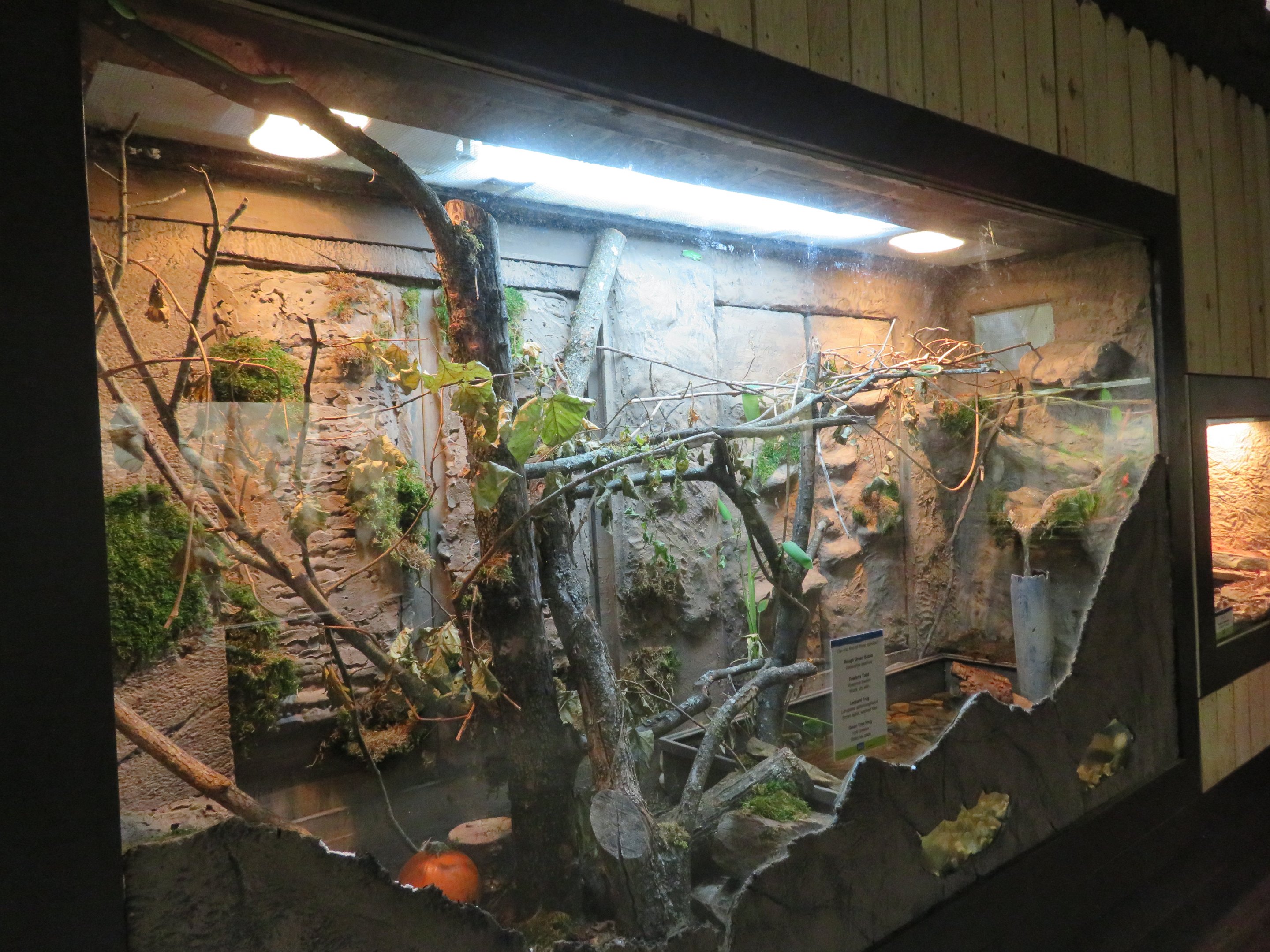 Mixed Species Tank (4 spp)