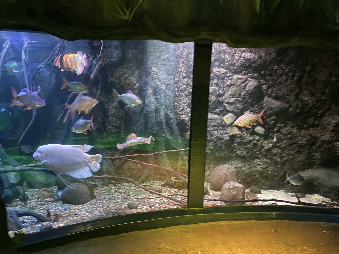 Mixed species tank - Rainforest 060125