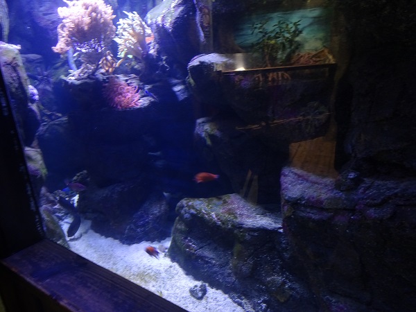 Mixed species tank (species list in description)