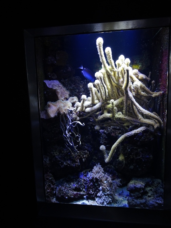 Mixed species tank (species list in description)