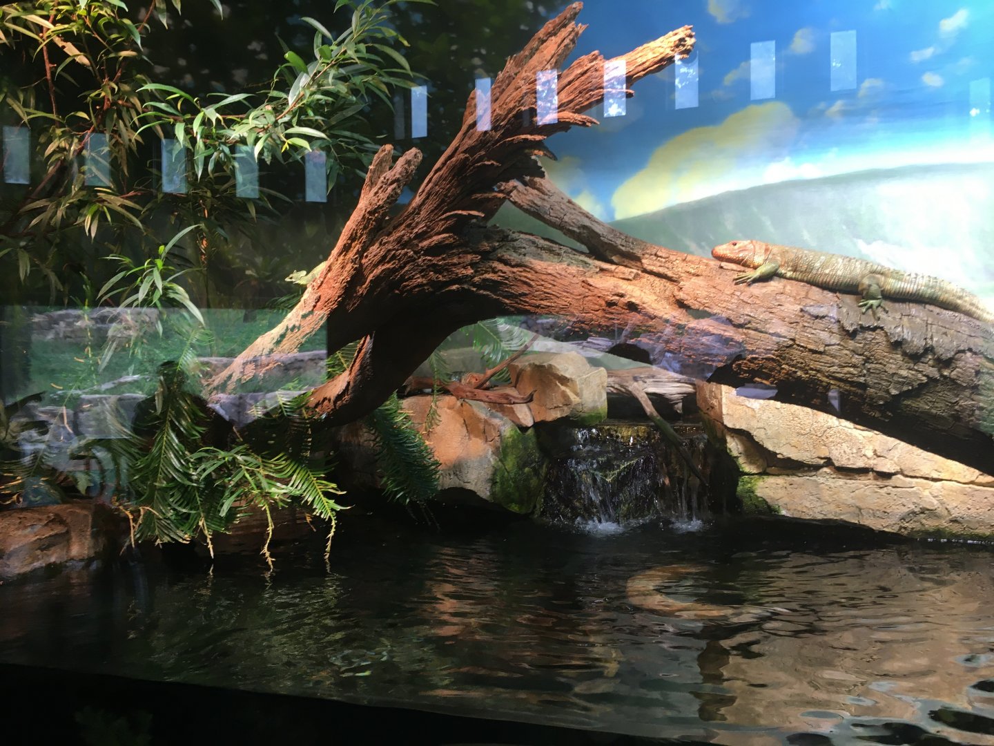 Mixed species terrarium (Peru)