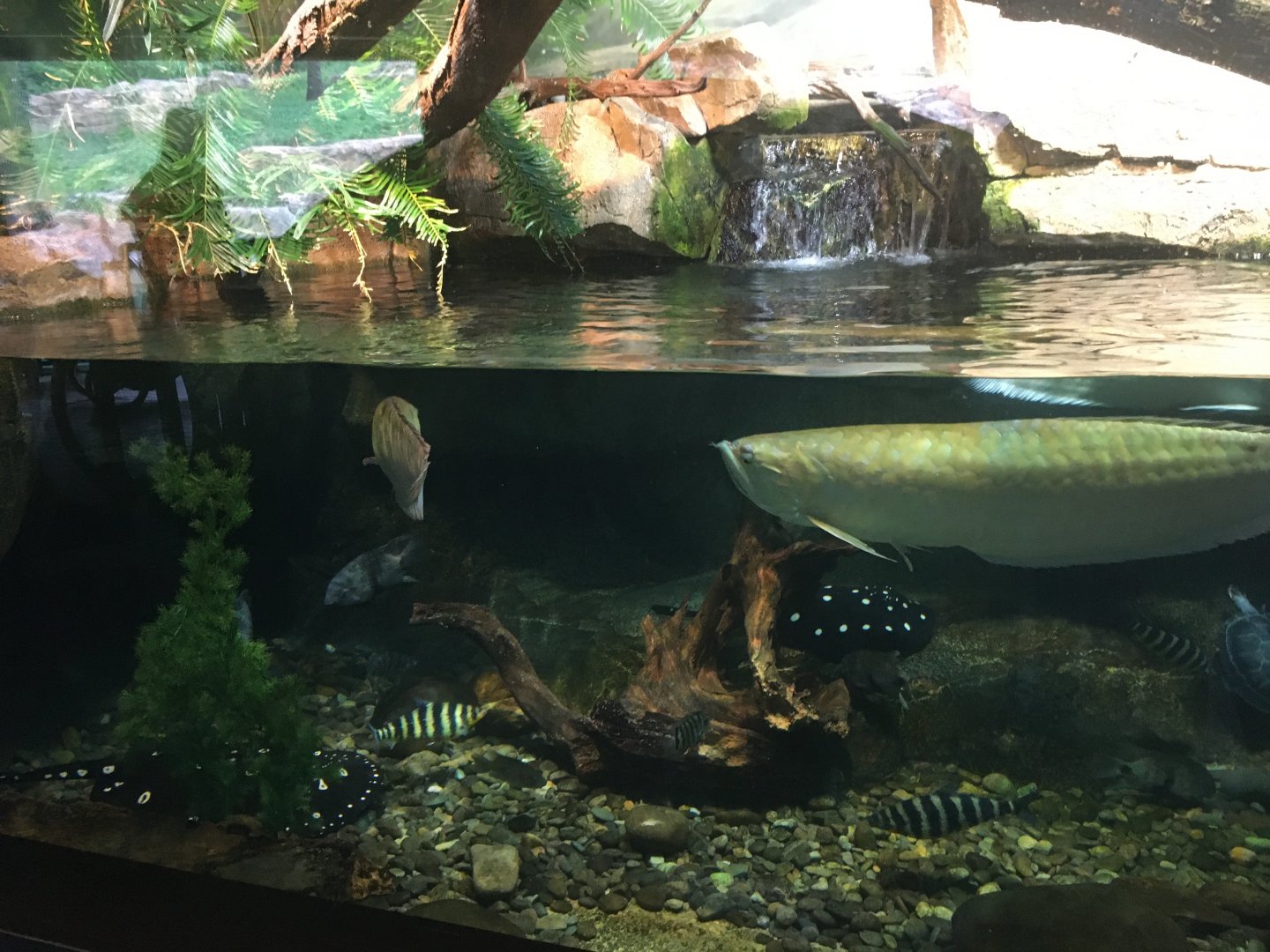 Mixed species terrarium (Peru)