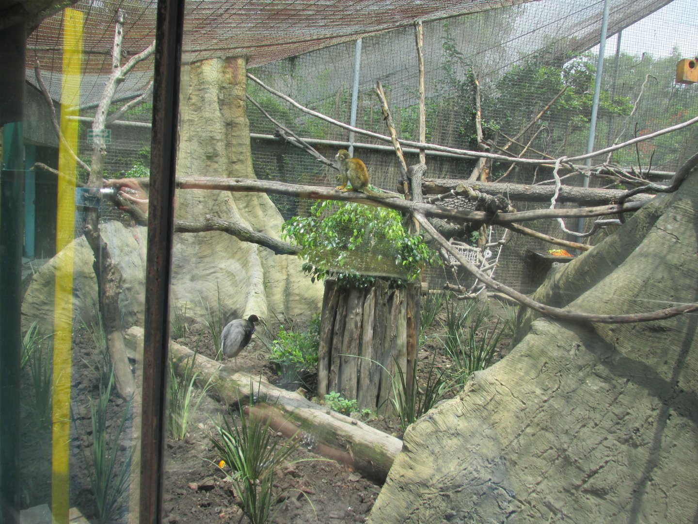 mixed species tropical forest