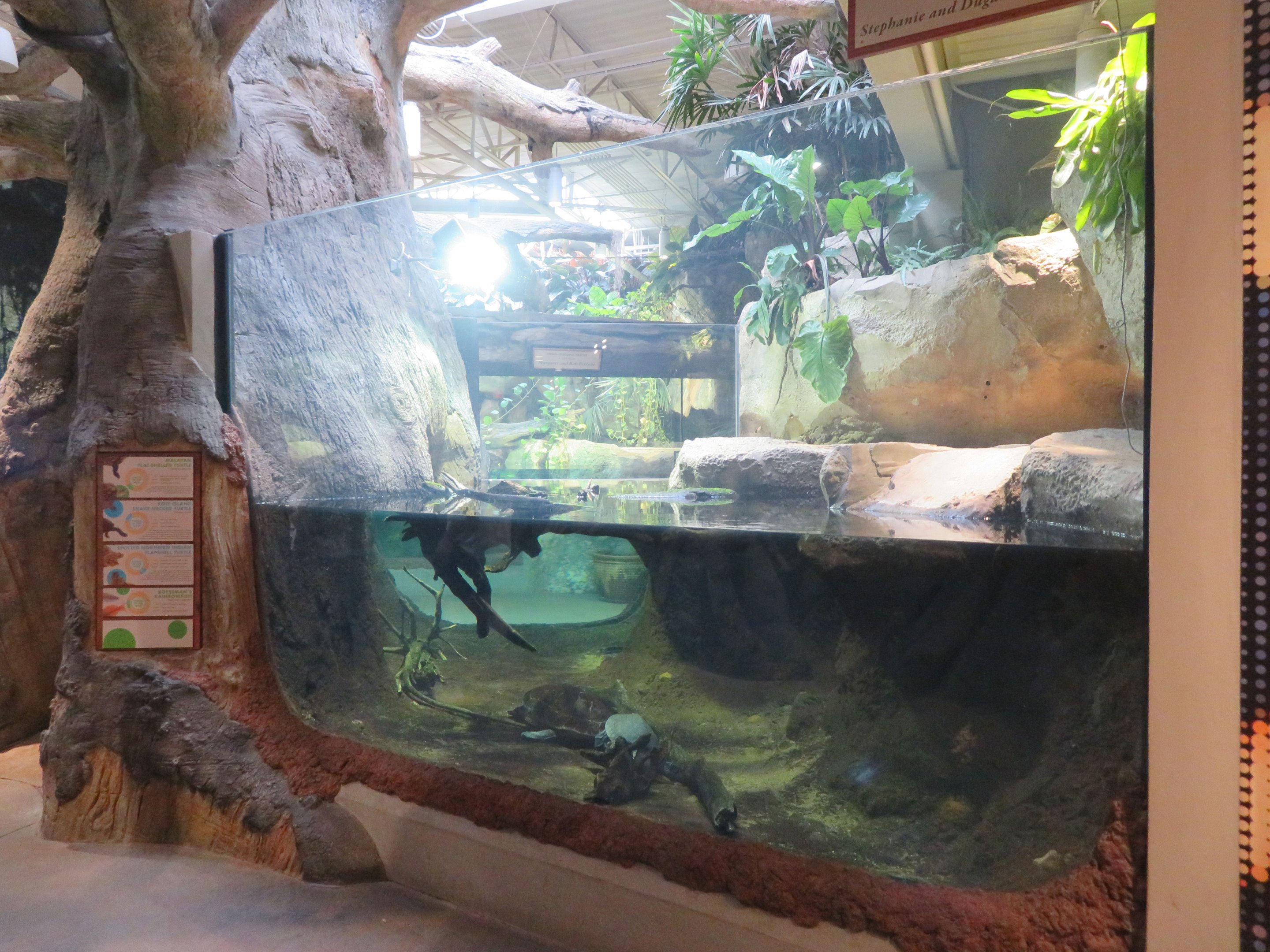 Mixed-Species Tropical Turtle Exhibit
