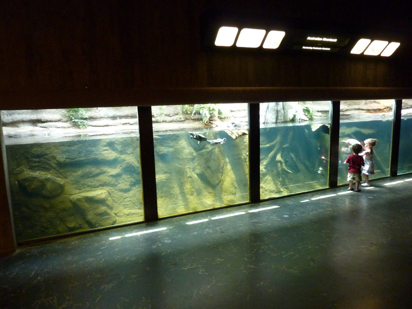 Mixed-Species Turtle Tank