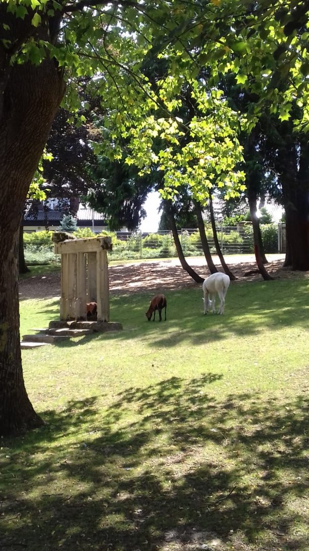 Mixed Species Walkthrough Enclosure