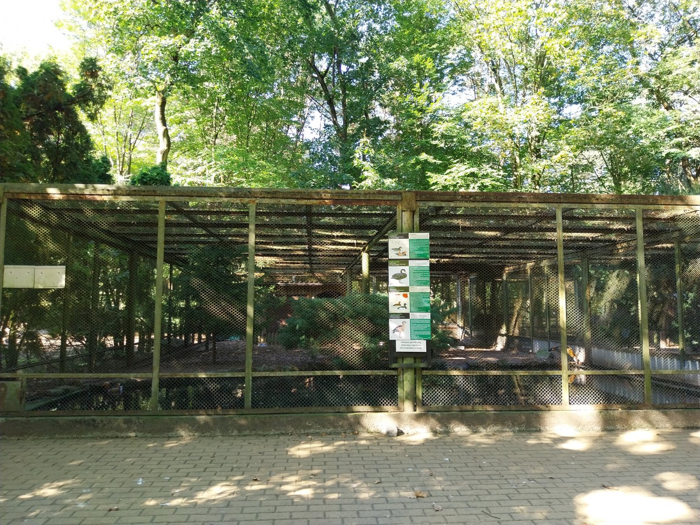 Mixed species waterfowl