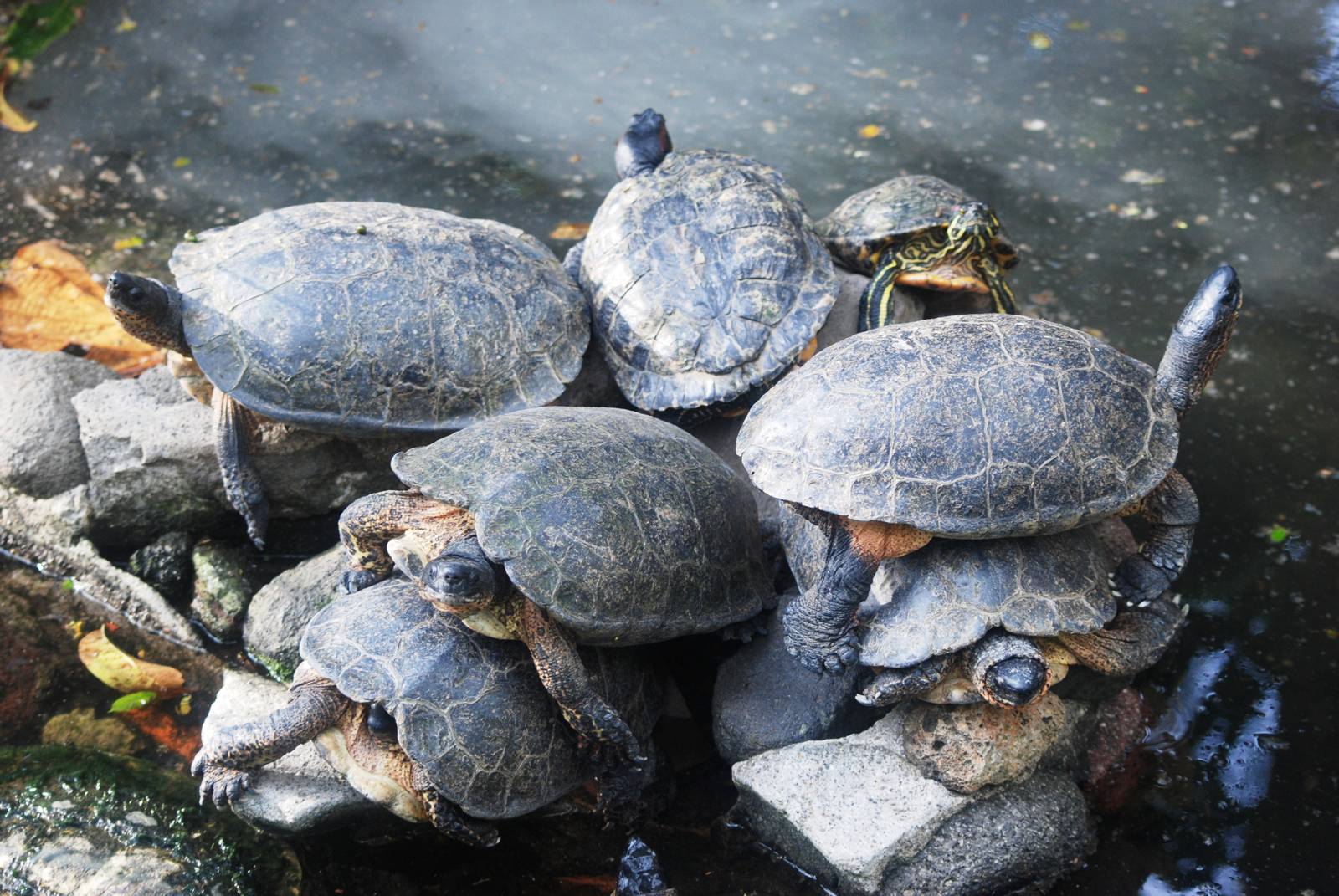 Mixed Stack of Turtles at Zoo Simon Bolivar, 12/04/14