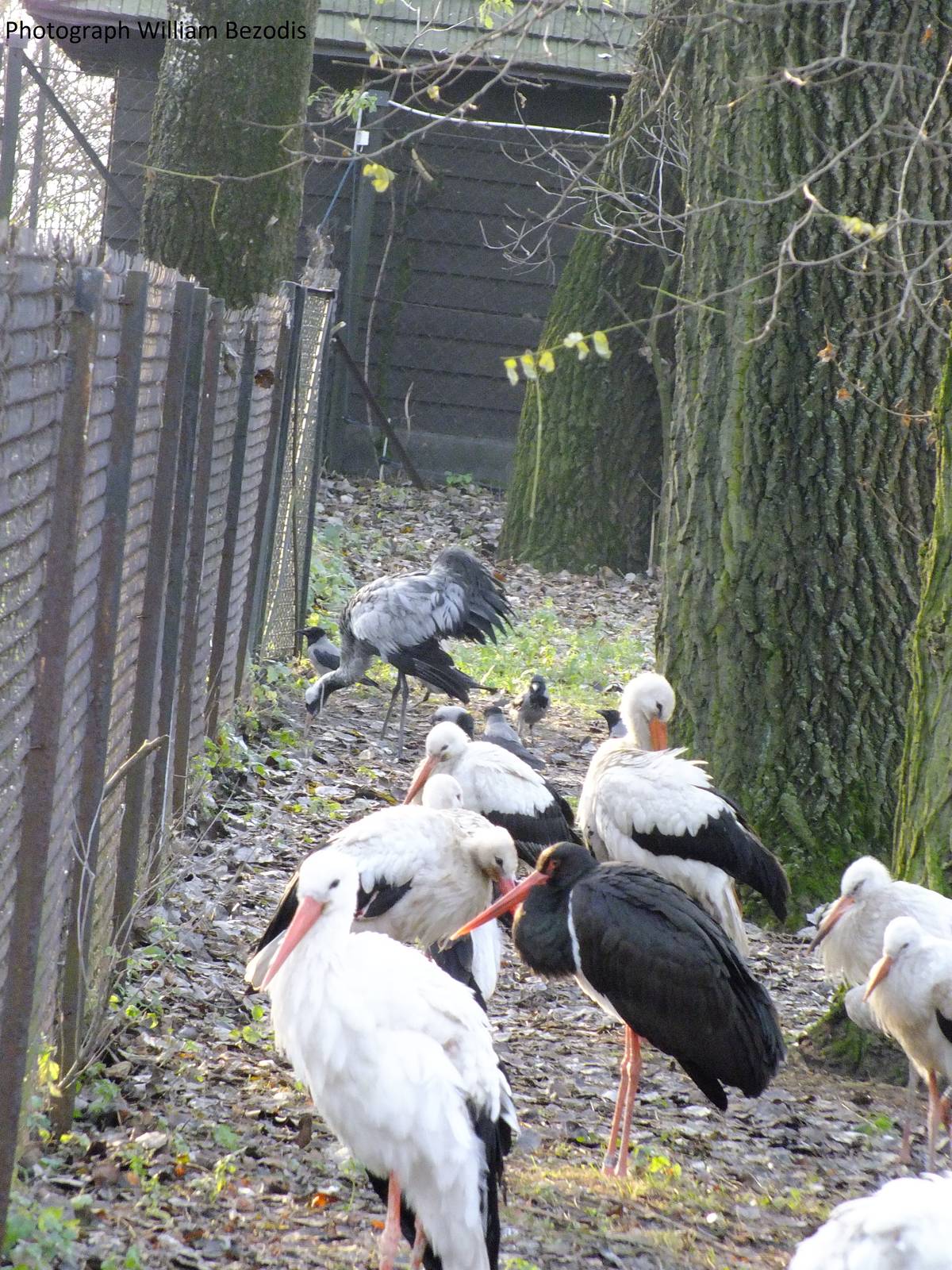 Mixed stork and crane exhibit
