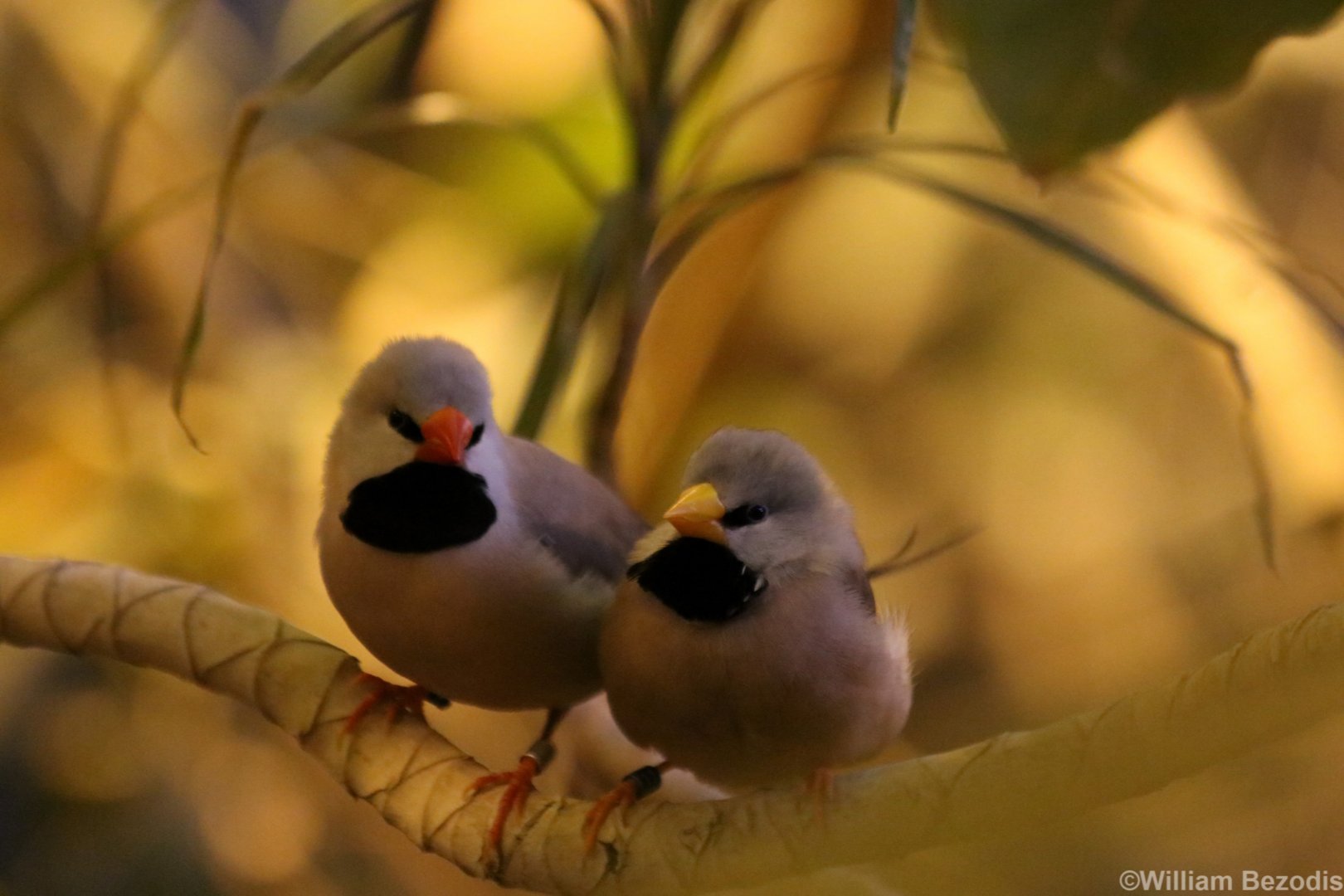 Mixed Subspecies Pair of Long-tailed Finch