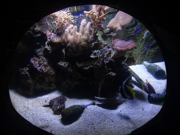 Mixed tank (species in description)