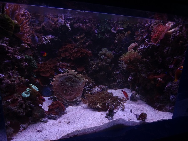 Mixed tank (species in description)