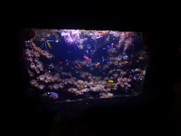 Mixed tank (species in description)