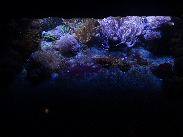 Mixed tank (species in description)