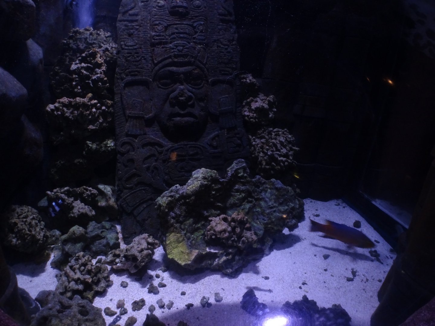 Mixed tank (species in description)