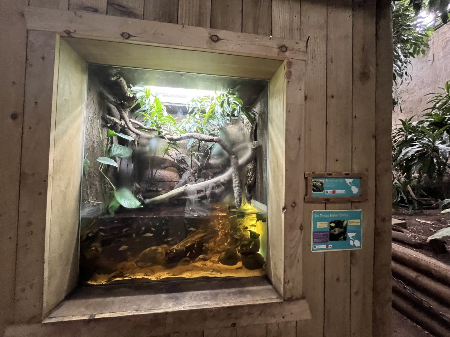 Mixed terrarium (can’t read what’s on the sign- what’s in this enclosure?) 29.6.24