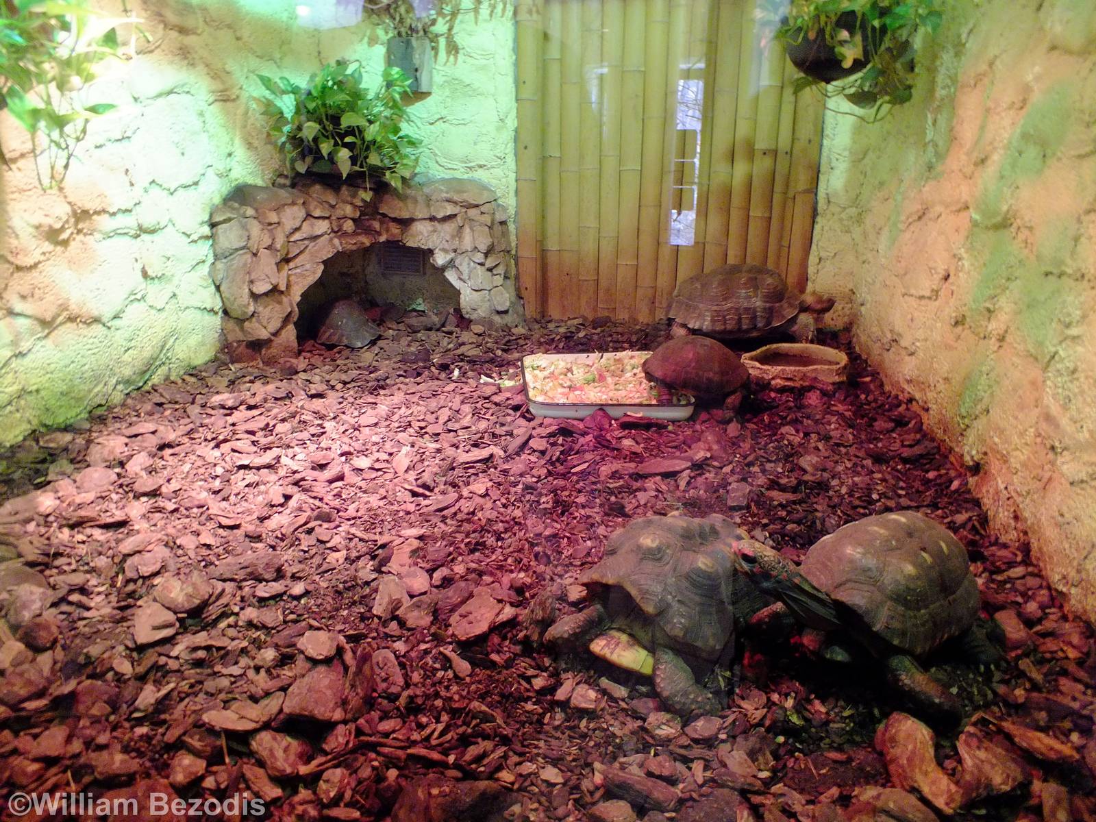 Mixed Tortoise Enclosure