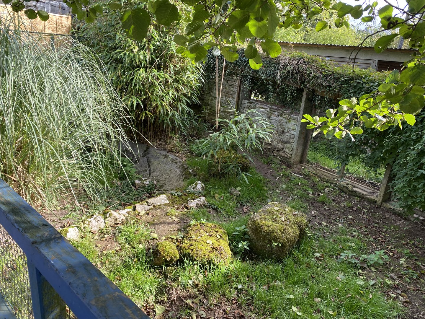 Mixed tortoise exhibit 151022