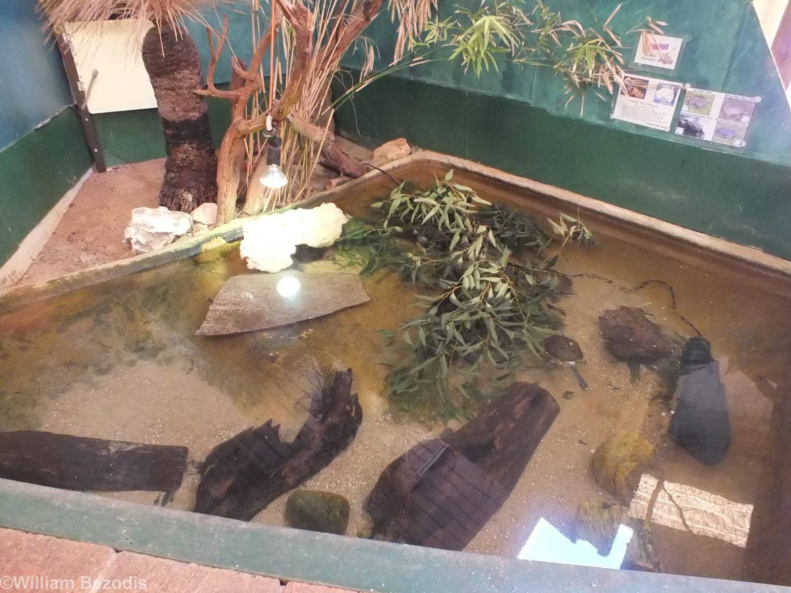 Mixed Turtle and Eastern Water Dragon Enclosure