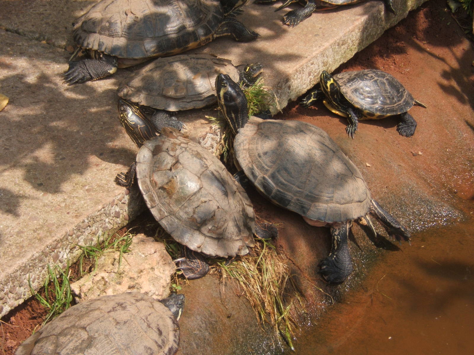 Mixed Turtle and Terrapin exhibit