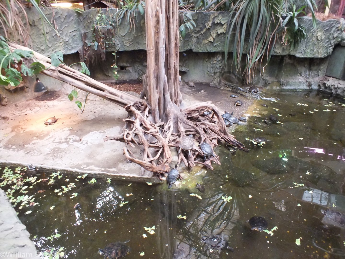 Mixed Turtle Enclosure (12 species) - Wroclaw Zoo Terrarium