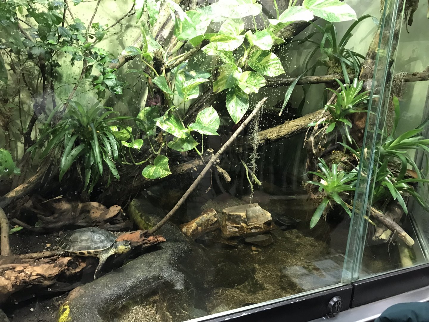 Mixed turtle exhibit 280118