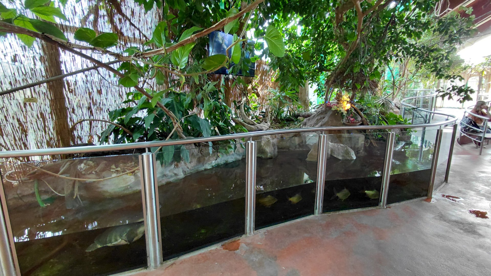 Mixed turtle exhibit