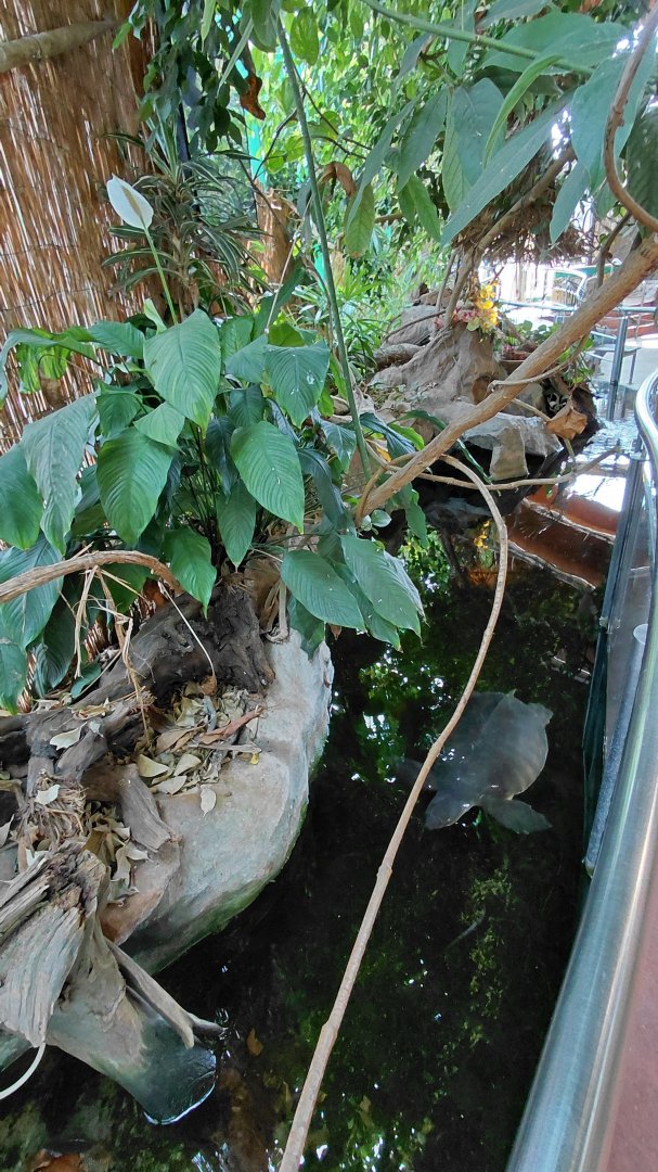 Mixed turtle exhibit