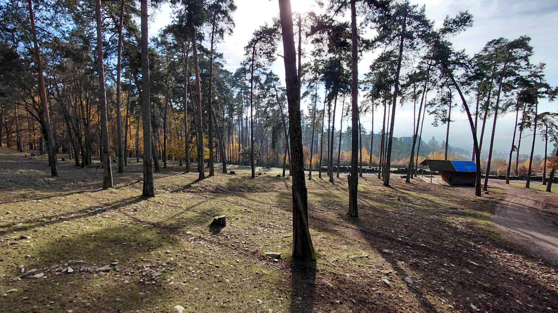 Mixed ungulate exhibit