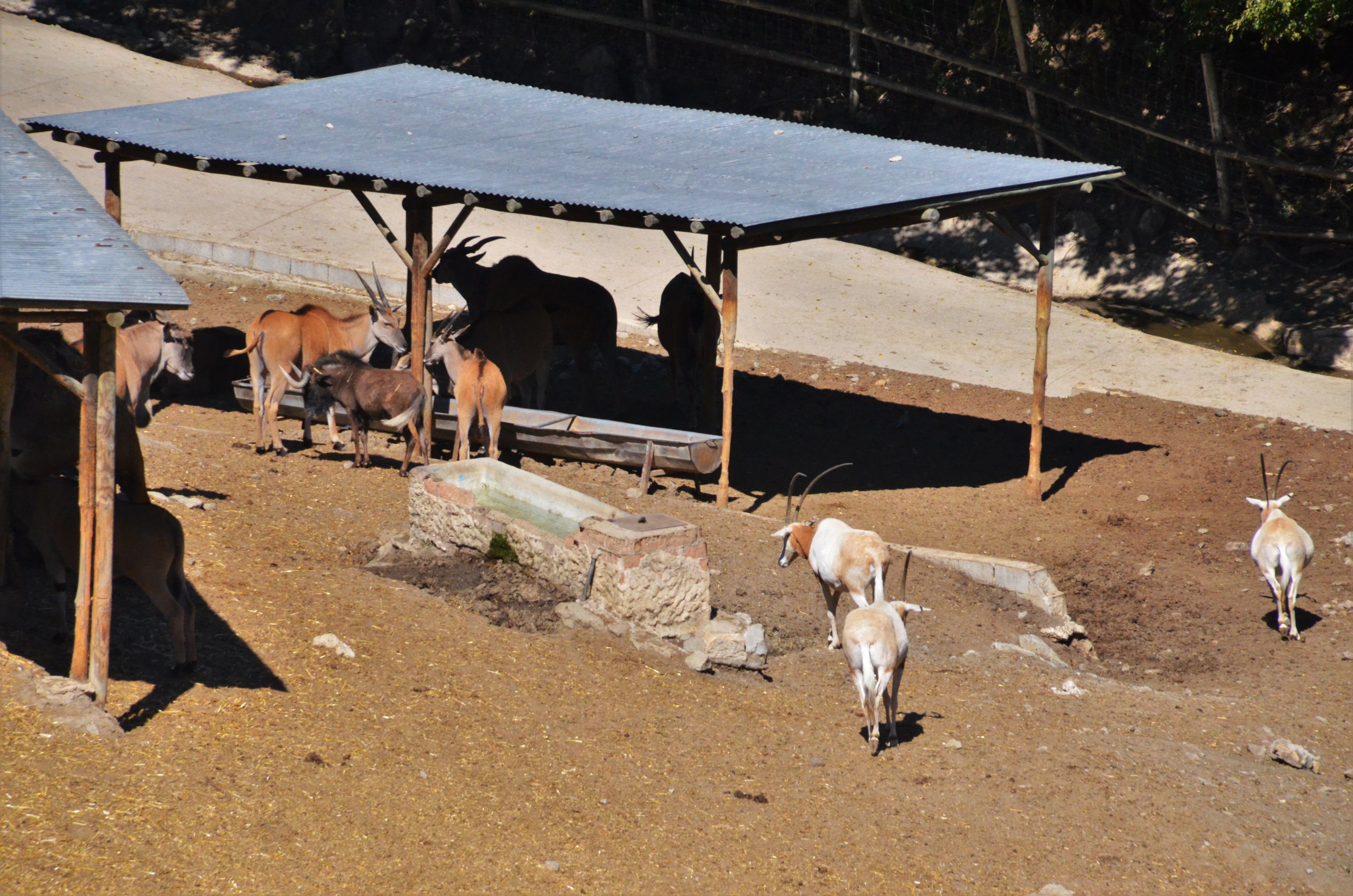 Mixed Ungulates at Selwo Aventura, 13/03/19