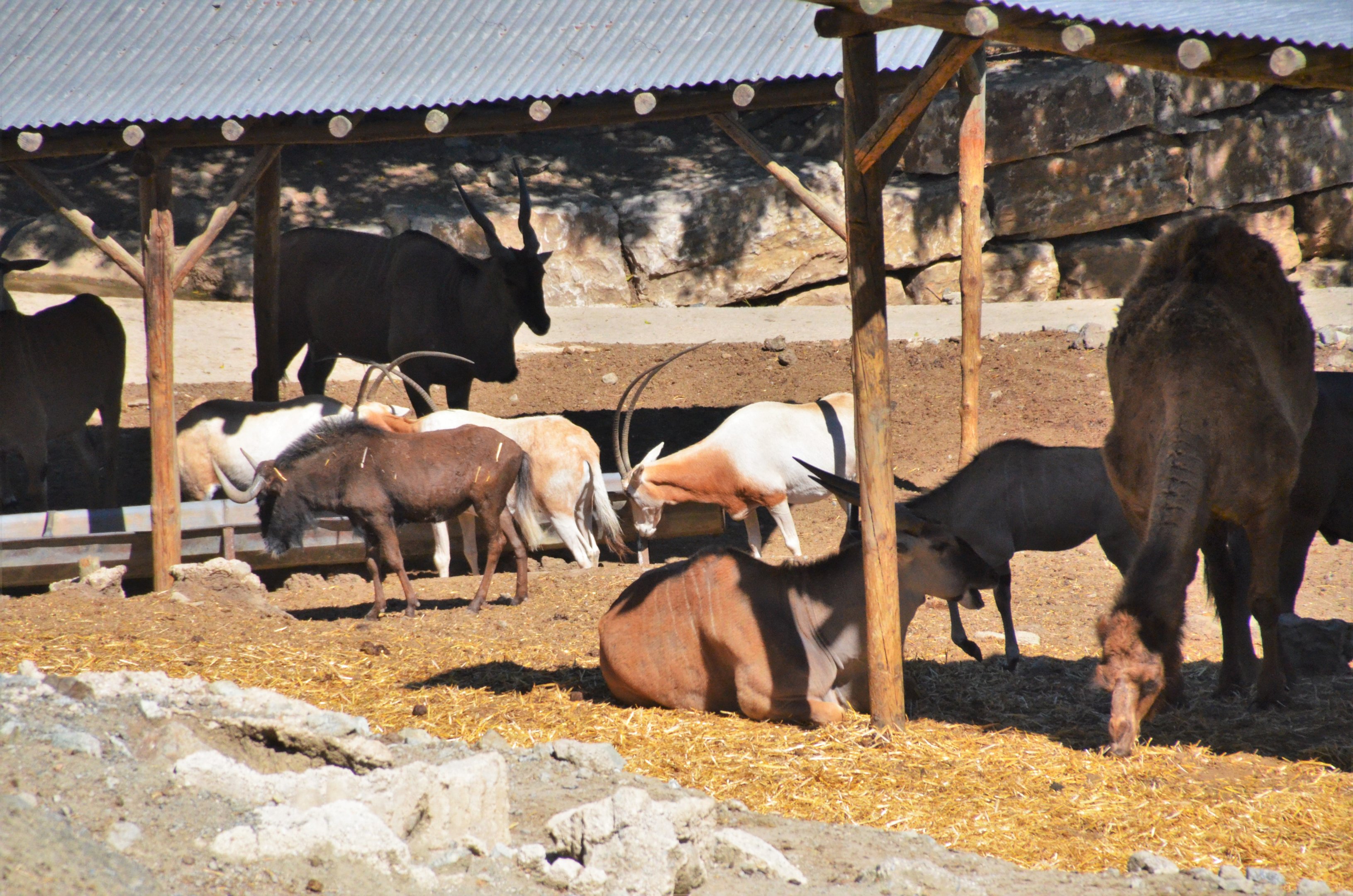 Mixed Ungulates at Selwo Aventura, 13/03/19