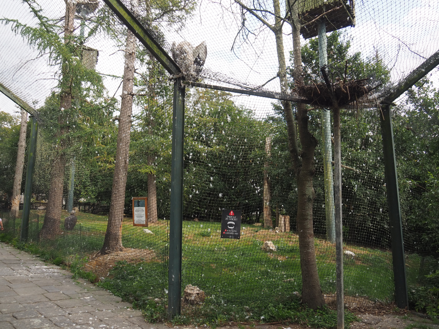 Mixed vulture aviary, 2020-09-02