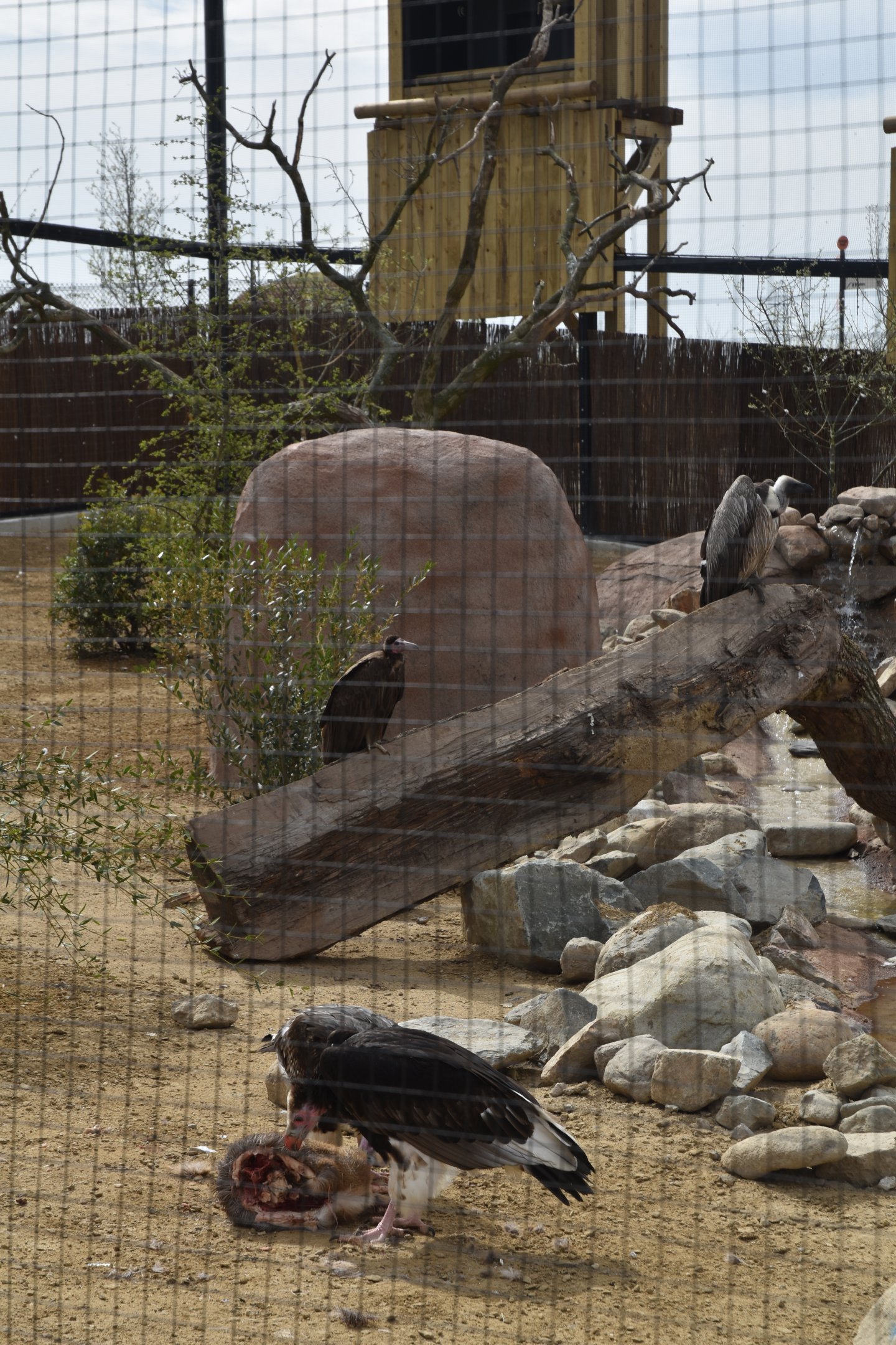 Mixed Vultures, Heart of Africa at Chester, 12th April 2025