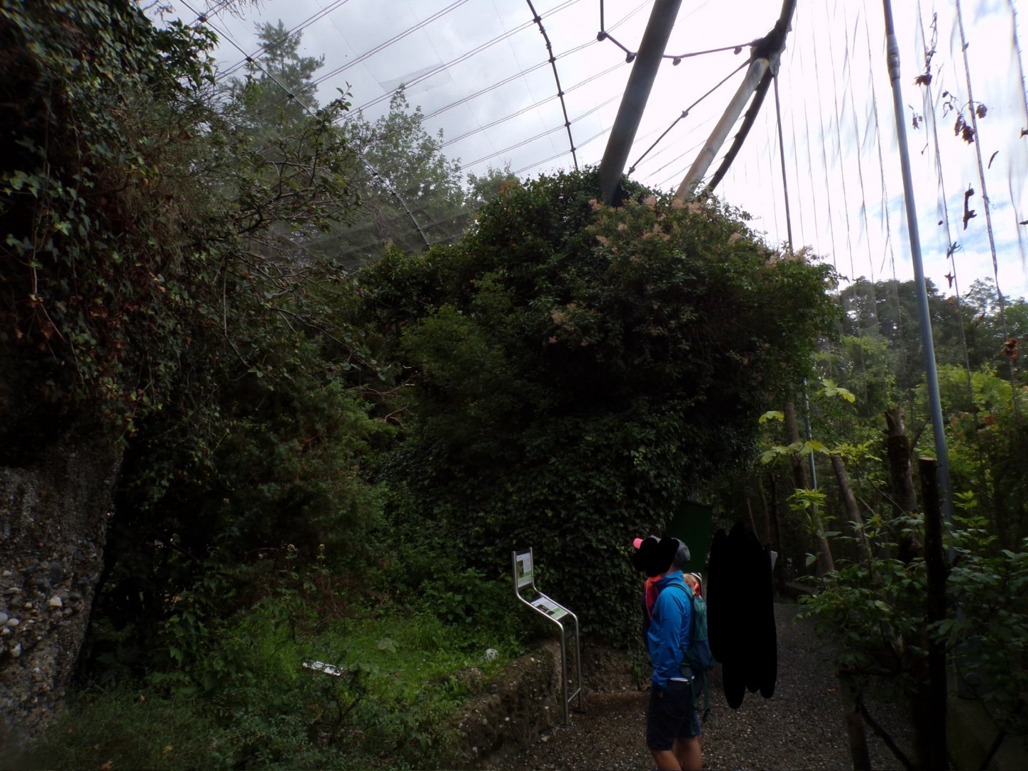 Mixed walkthrough aviary 9.7.25