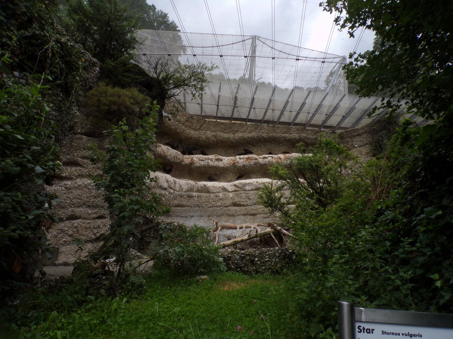 Mixed walkthrough aviary 9.7.25