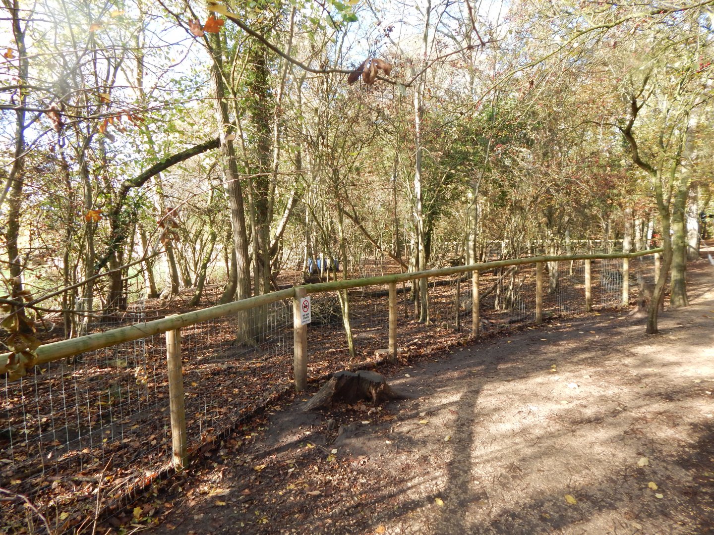 Mixed Wallaby enclosure (Red-necked and Parma) 021125