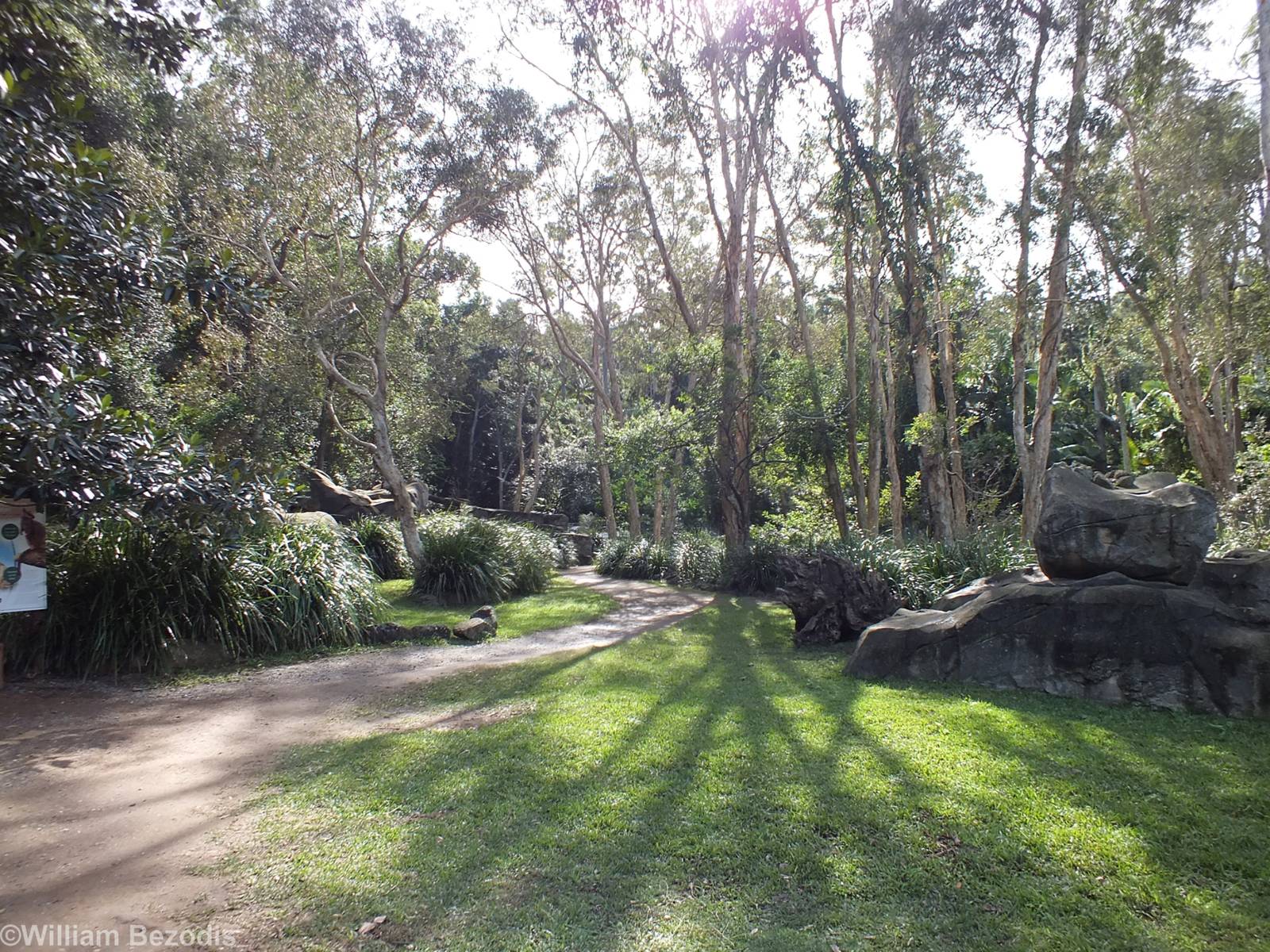Mixed Wallaby Walkthrough Enclosure with Four Species.