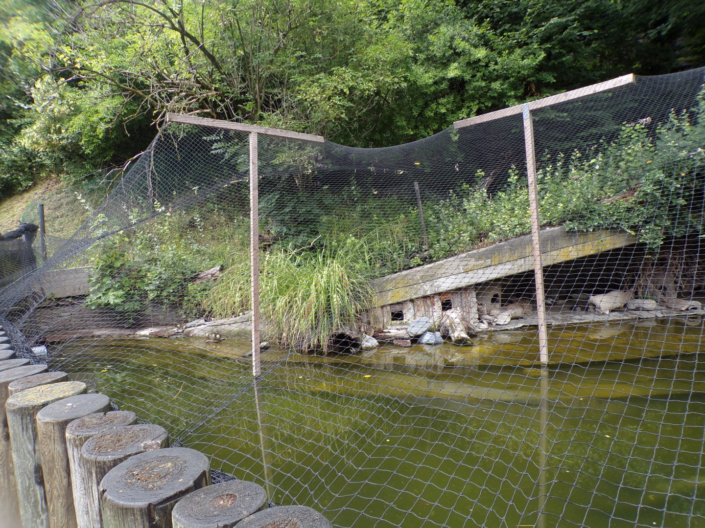 Mixed waterbird aviary 9.7.25