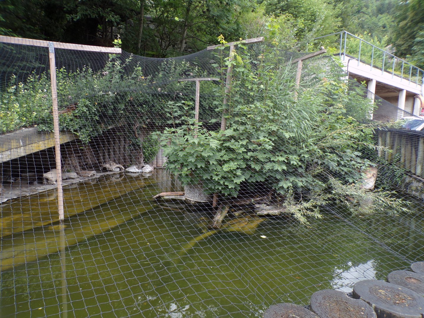 Mixed waterbird aviary 9.7.25