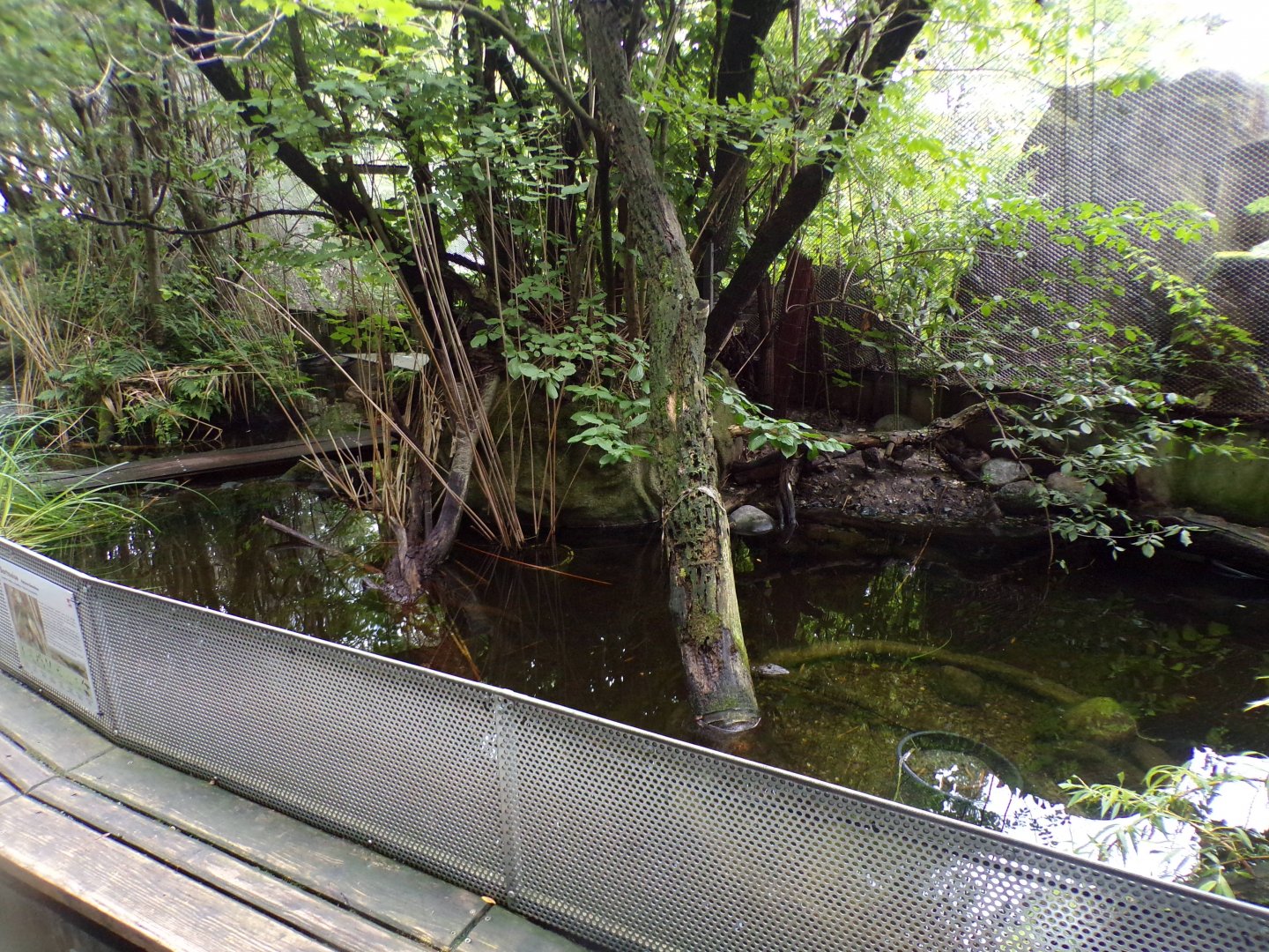 Mixed waterbird exhibit 9.7.25