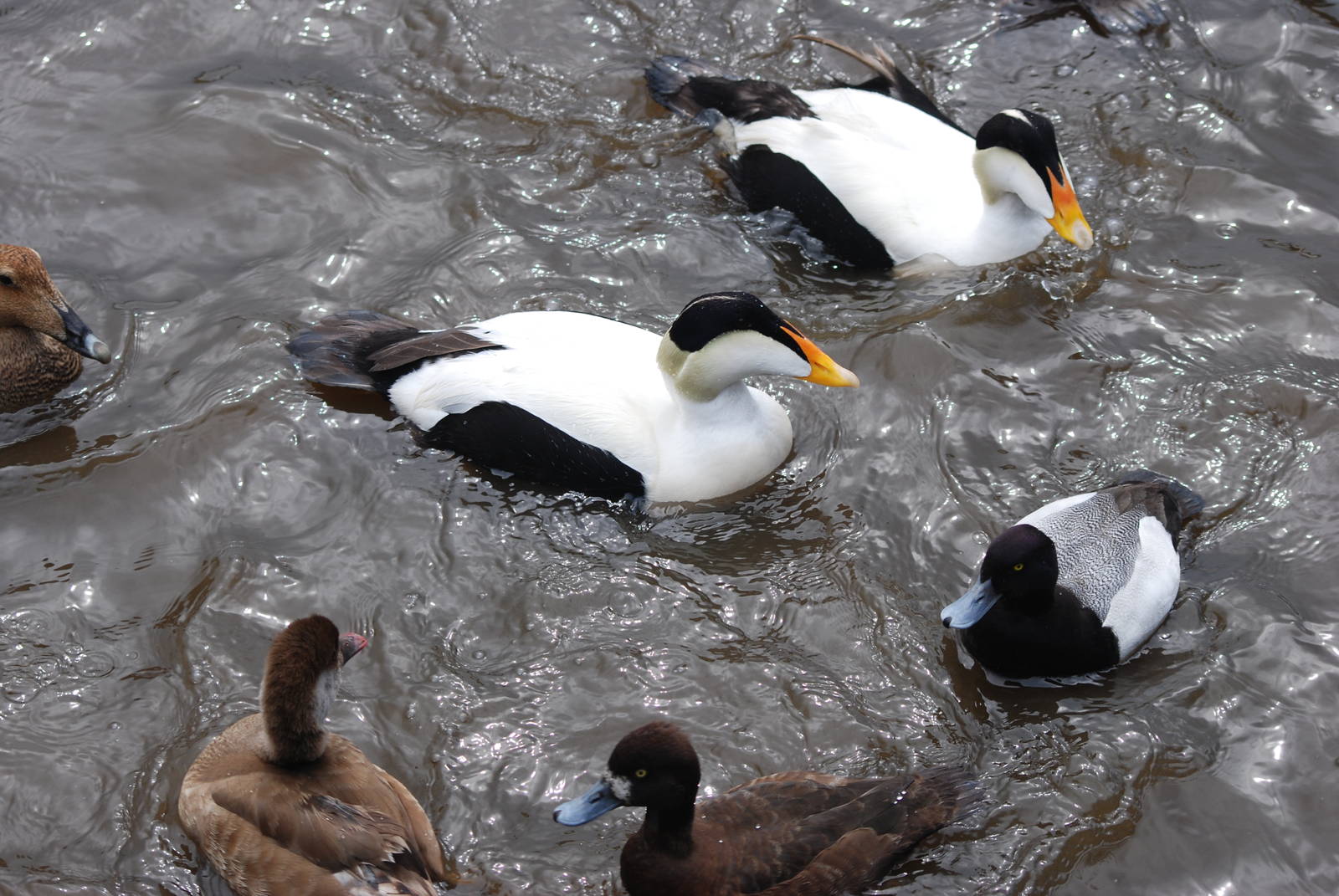 Mixed Waterfowl at Blackbrook, 22/04/12